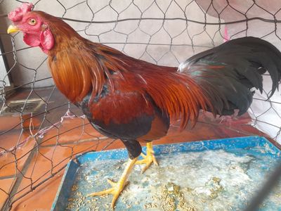 Nghỉ chơi thanh lý 2kg2 trạng 2kg5 xung túc. Mua bán Gà tại Quận Phú Nhuận Tp Hồ Chí Minh được đăng bởi An 