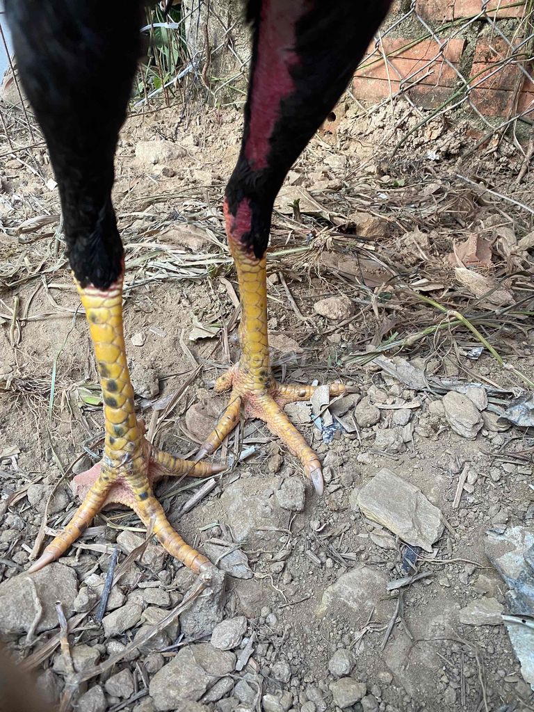 ô 29 cao ráo .. gần lành tách có video. Mua bán Gà tại Quận Ngũ Hành Sơn Đà Nẵng được đăng bởi Hoàng tấn  hình 1