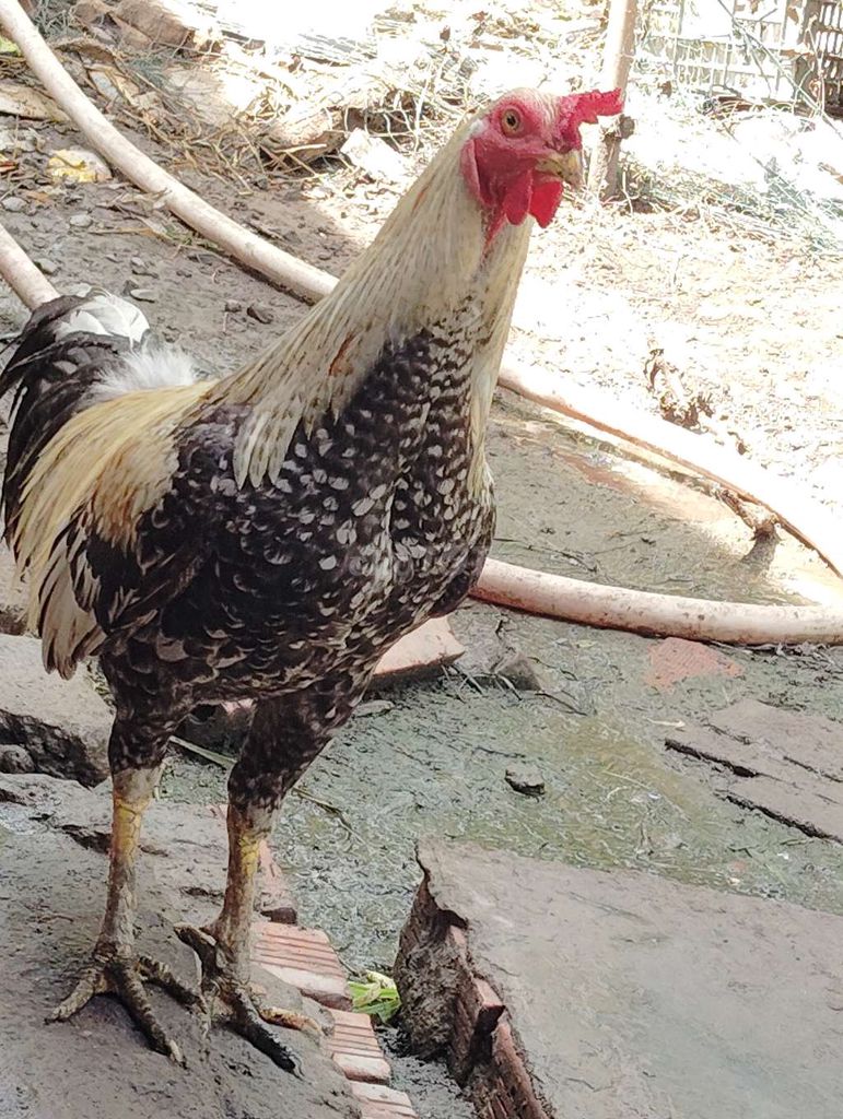 Gà Mỹ 2.5kg Đen trắng vàng. Mua bán Gà tại Huyện Trà Ôn Vĩnh Long được đăng bởi levanman hình 1