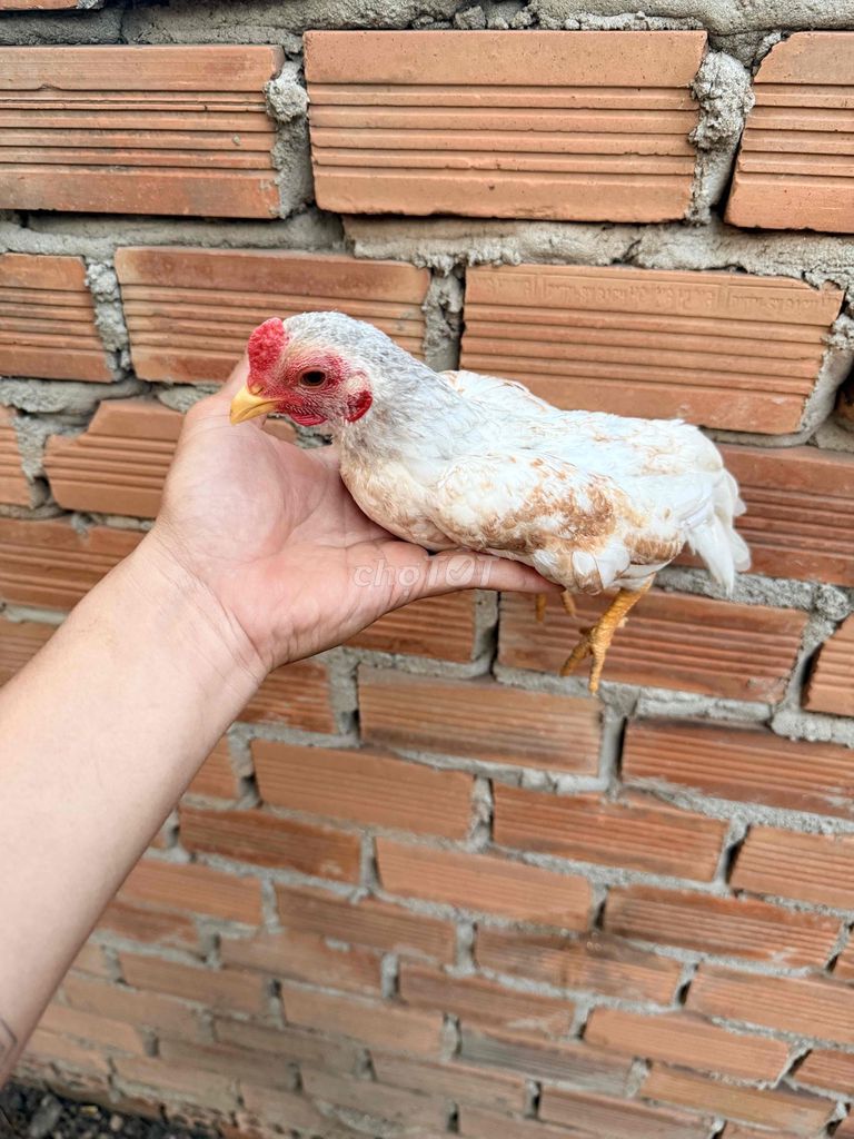 Gà tre Bắc. Mua bán Gà tại Huyện Trảng Bom Đồng Nai được đăng bởi Giang Hố Nai hình 1