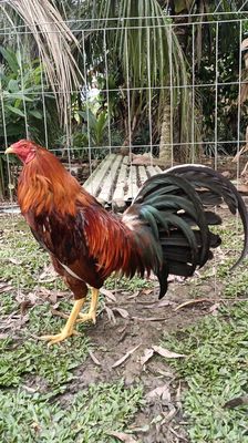 Mỹ f1 3ký chuẩn VIP. Mua bán Gà tại Quận Ninh Kiều Cần Thơ được đăng bởi trại gà mỹ hậu Giang 