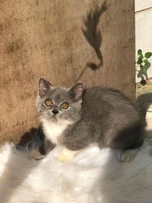 Mèo anh lông ngắn nhà nuôi. Mua bán Mèo tại Quận 7 Tp Hồ Chí Minh được đăng bởi Nguyễn Minh Minh