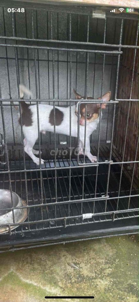 Chó Chihuahua đực 8 tháng. Mua bán Chó tại Quận 12 Tp Hồ Chí Minh được đăng bởi Phát hình 1