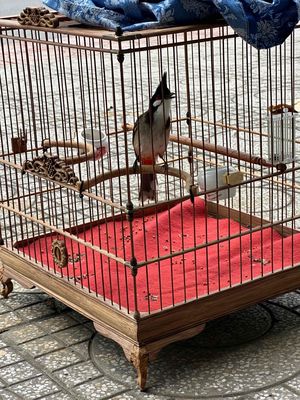 BÁN 3 CHÀO MÀO BỔI MỚI XONG LÔNG. Mua bán Chim tại Thành phố Thuận An Bình Dương được đăng bởi Cậu Bè Khờ