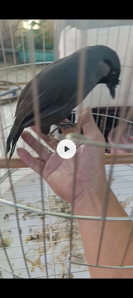 Chim xờ gãi vui đùa với chủ. Mua bán Chim tại Quận Tân Phú Tp Hồ Chí Minh được đăng bởi Bảo  hình 1