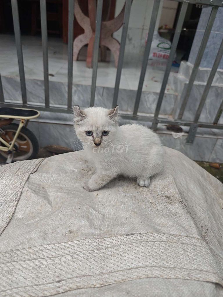Mèo Mỹ tai xoắn trắng. Mua bán Mèo tại Thành phố Mỹ Tho Tiền Giang được đăng bởi Mói Mói hình 1