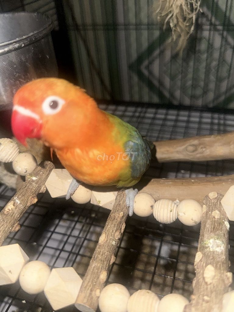 Chim Lovebird Cam Xanh Khỏe mạnh. Mua bán Chim tại Quận 12 Tp Hồ Chí Minh được đăng bởi Phát Đạt hình 1