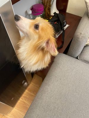 Giống corgi cái lông dài. Mua bán Chó tại Quận Nam Từ Liêm Hà Nội được đăng bởi Duy Nguyễn Thành