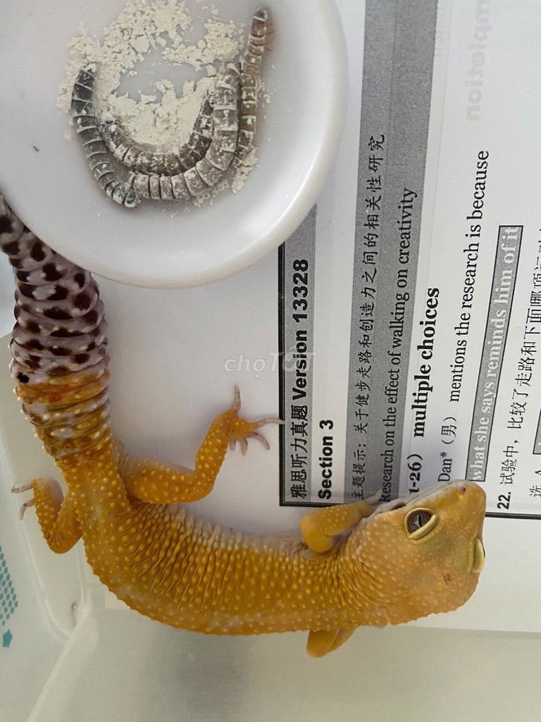 Tắc kè hoa da báo Vàng cam. Mua bán Thú cưng khác tại Quận 1 Tp Hồ Chí Minh được đăng bởi Nam hình 1