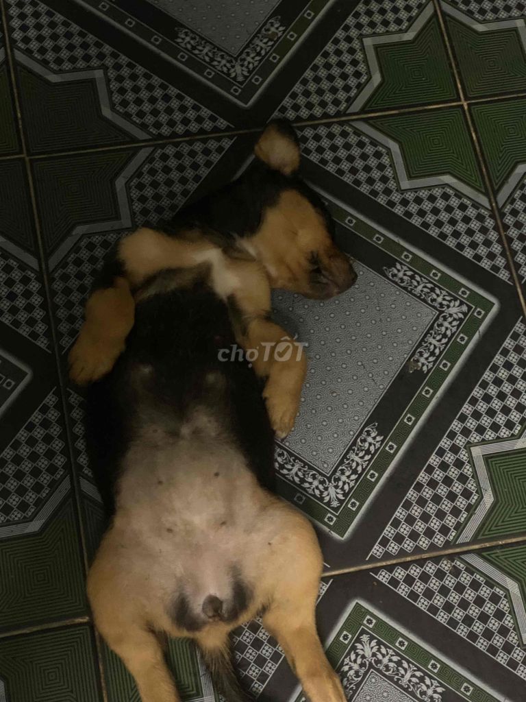 Chó con Rottweiler màu đen vàng. Mua bán Chó tại Huyện Cần Đước Long An được đăng bởi Lê Văn Minh Pha hình 1