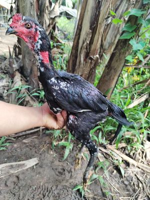 Gà đòn Ô Bông 09. Mua bán Gà tại Quận 1 Tp Hồ Chí Minh được đăng bởi Ngọc Thạch