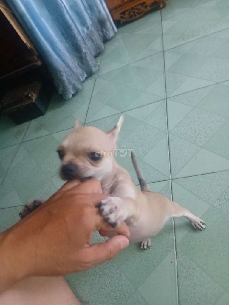 Chó Chihuahua đực 3 tháng . Mua bán Chó tại Quận Gò Vấp Tp Hồ Chí Minh được đăng bởi Hung nguyen hình 1