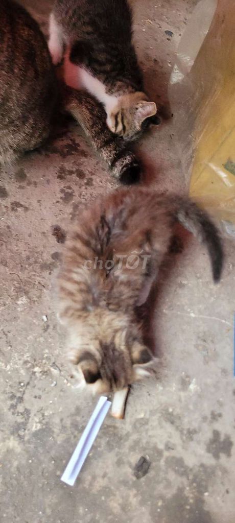 Mèo nhiều màu. Mua bán Mèo tại Quận Bắc Từ Liêm Hà Nội được đăng bởi Văn Cường Lê hình 1