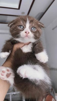 Mèo Anh Lông Ngắn 2 tháng tuổi