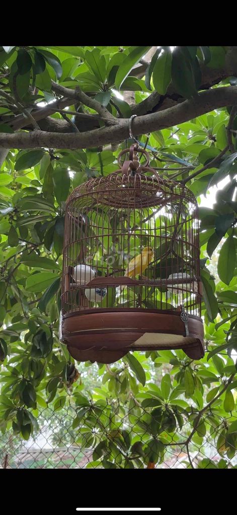 Chim Hoàng yến màu Vàng. Mua bán Chim tại Huyện Phú Xuyên Hà Nội được đăng bởi Thanh nguyen hình 1