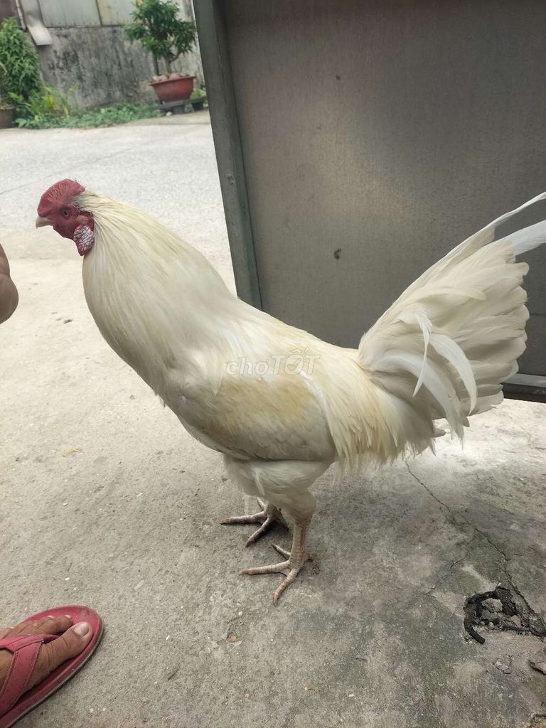 Gà chọi trắng 2.8kg. Mua bán Gà tại Huyện Bình Chánh Tp Hồ Chí Minh được đăng bởi ga tiền rớt  hình 1