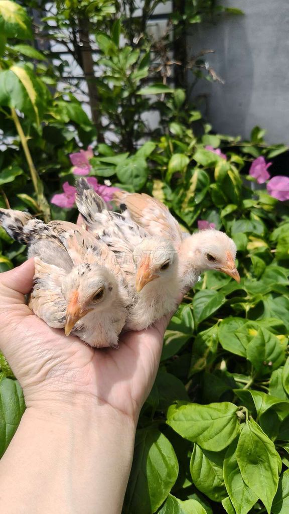 3 trống tre bắc mini khỏe mạnh. Mua bán Gà tại Quận 12 Tp Hồ Chí Minh được đăng bởi Gà Kiểng Sài Gòn  hình 1