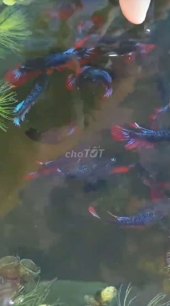 10k 1 con. Mua bán Thú cưng khác tại Huyện Lấp Vò Đồng Tháp được đăng bởi Đăng Khoa hình 4