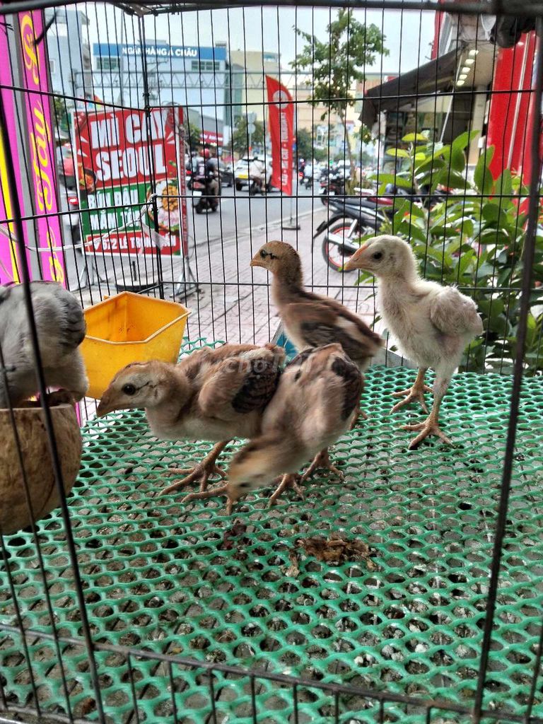 Gà nòi đòn 1 tháng. Mua bán Gà tại Quận Bình Tân Tp Hồ Chí Minh được đăng bởi ng minh tri hình 1