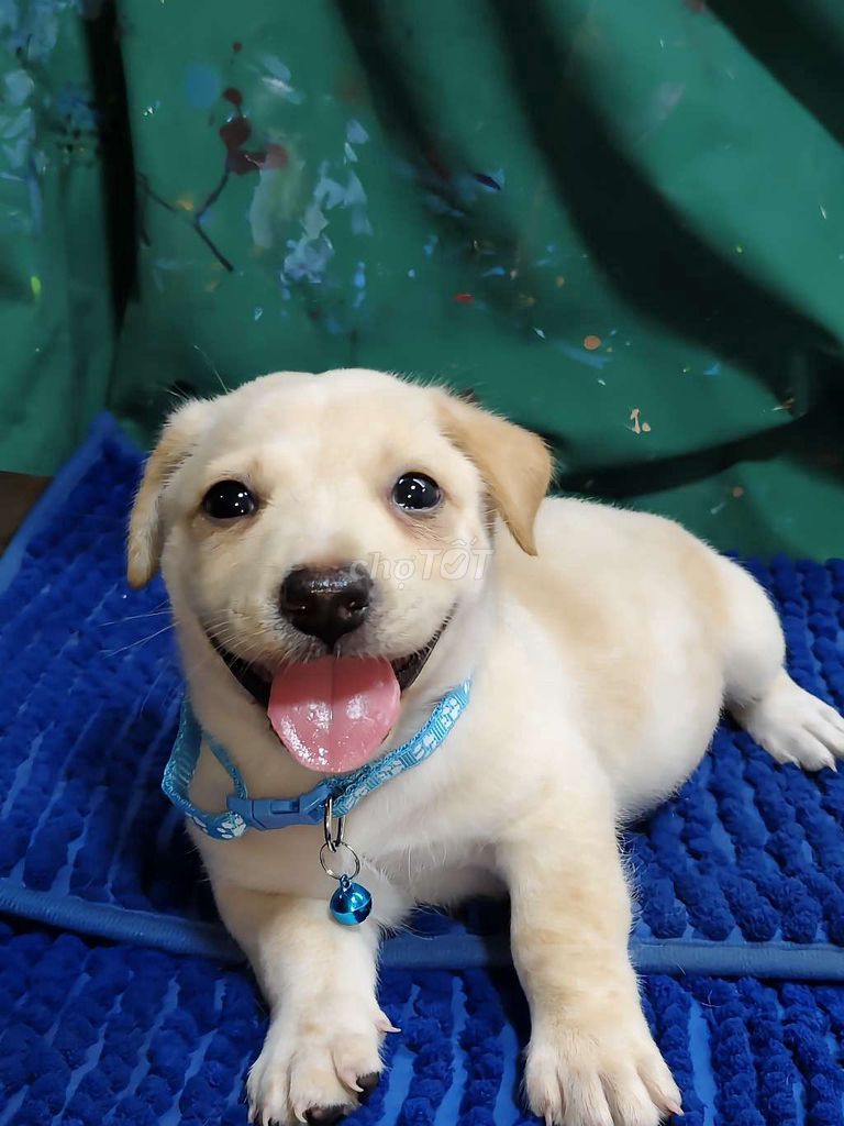 Chó Golden lai đực dễ thương . Mua bán Chó tại Quận Bình Tân Tp Hồ Chí Minh được đăng bởi Nguyễn Hằng hình 1