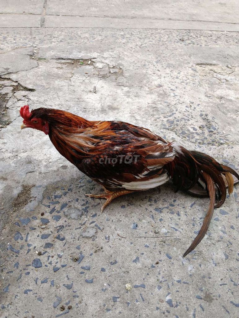 Gà trống Nâu Đen Đỏ Đực. Mua bán Gà tại Quận Bình Tân Tp Hồ Chí Minh được đăng bởi hùng hình 1