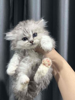Gả mèo anh cá hssv