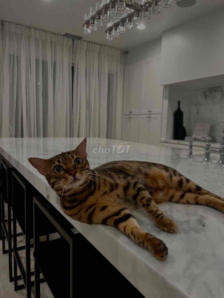 Bengal Brown báo đốm. Mua bán Mèo tại Quận 7 Tp Hồ Chí Minh được đăng bởi PHẠM QUỐC LẬP hình 1