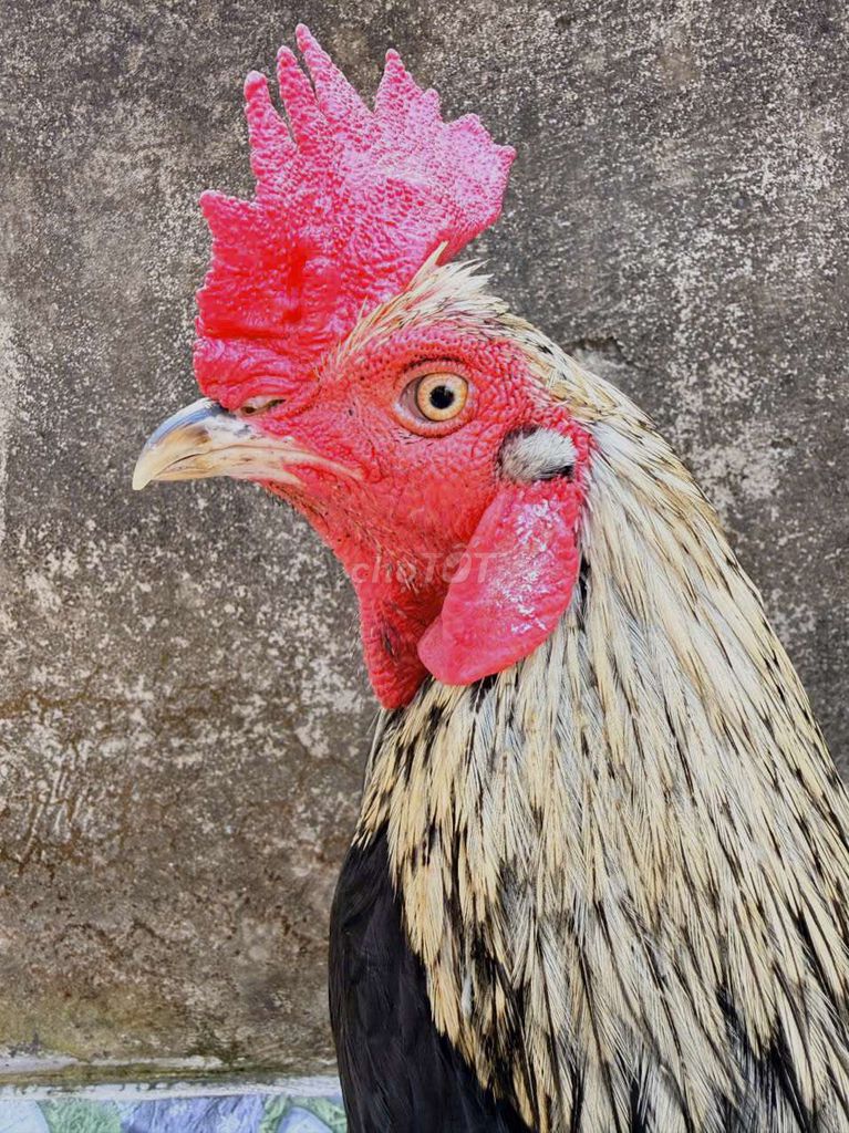 Gà chọi 3.5kg Đực. Mua bán Gà tại Huyện Chợ Lách Bến Tre được đăng bởi Lâm0 hình 1