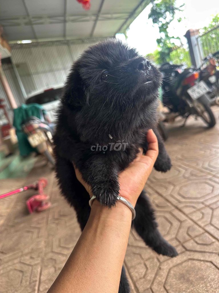 Chó Xù Bắc Hà Đen pha nâu thân thiện. Mua bán Chó tại Huyện Xuân Lộc Đồng Nai được đăng bởi Hung hình 1