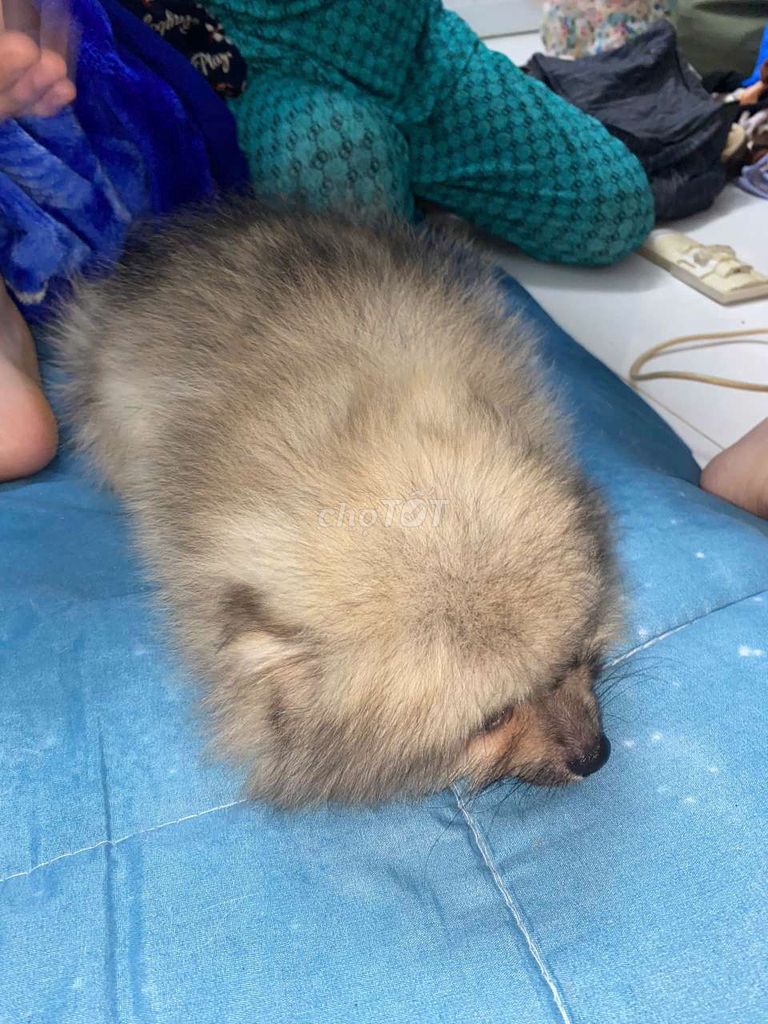 Pomeranian Nữ Nâu Nhạt, Bé. Mua bán Chó tại Quận 11 Tp Hồ Chí Minh được đăng bởi Cô Hậu hình 4