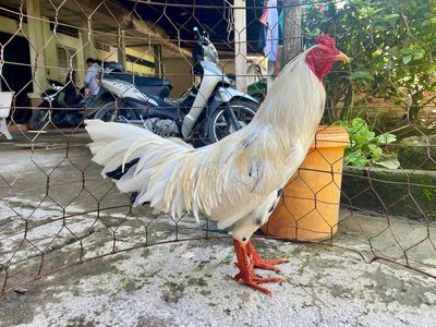Gà 2k7. Mua bán Gà tại Quận Cái Răng Cần Thơ được đăng bởi 65 Cần Thơ