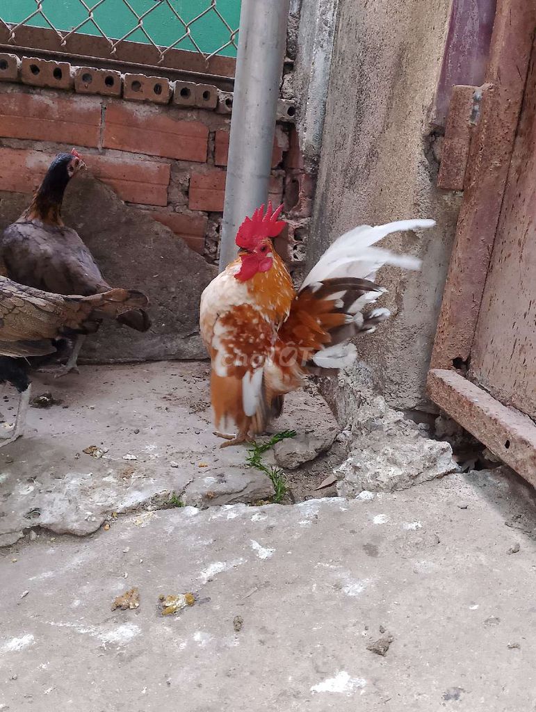 Gà cảnh Đực nhiều màu. Mua bán Gà tại Thành phố Dĩ An Bình Dương được đăng bởi nguoi va chim hình 1