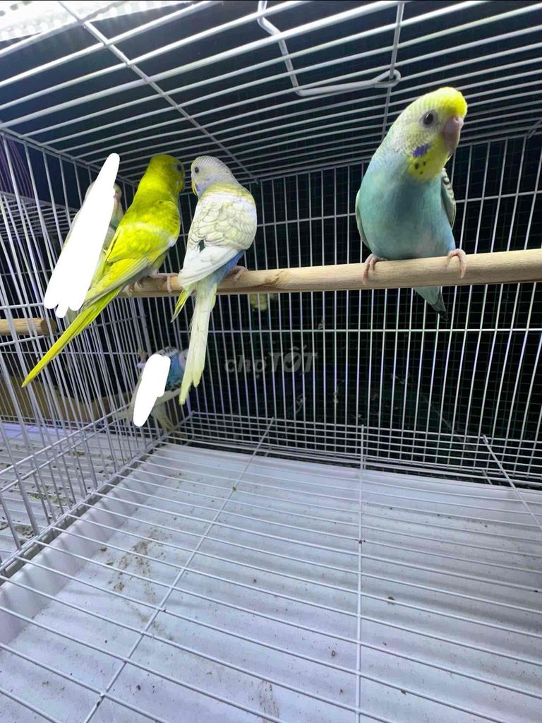 Chim Yến phụng non và tơ. Mua bán Chim tại Huyện Trần Đề Sóc Trăng được đăng bởi Khang hình 1