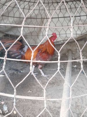 2k7 gà zin thái long. Mua bán Gà tại Huyện Bình Chánh Tp Hồ Chí Minh được đăng bởi Danh gà đá 