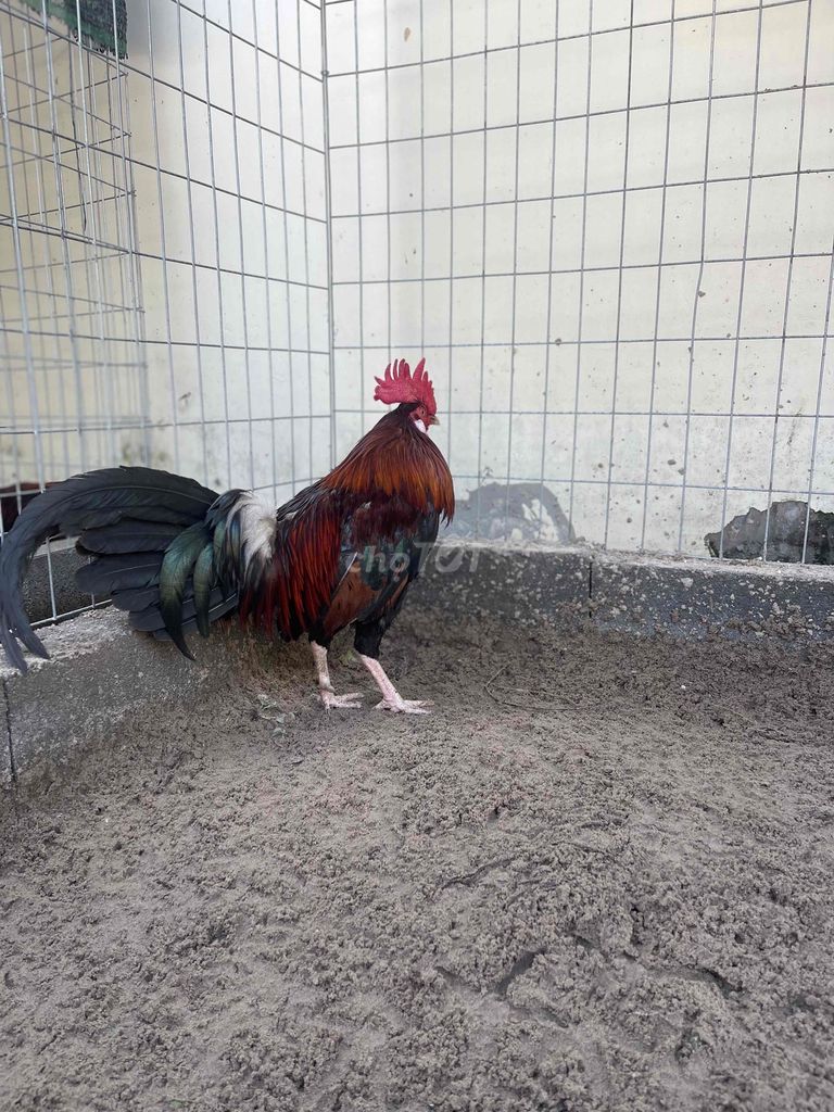 Mỹ kelso zin 2kg3