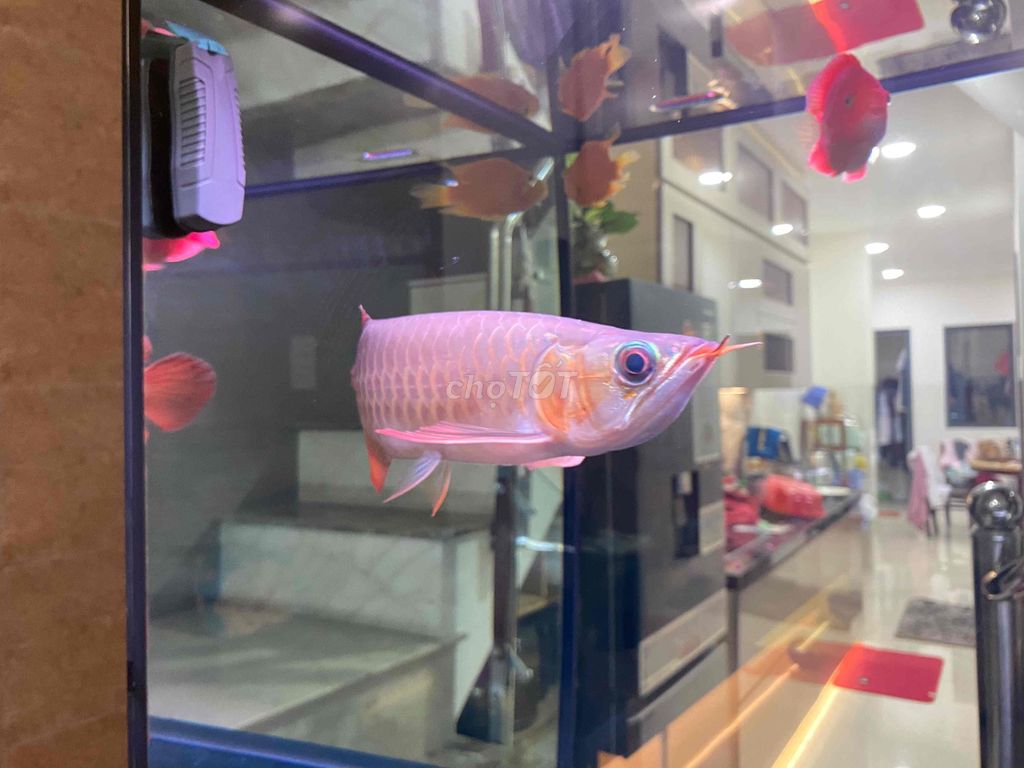 cá rồng huyết long. Mua bán Thú cưng khác tại Thành phố Bến Tre Bến Tre được đăng bởi Liêu thái bảo hình 6