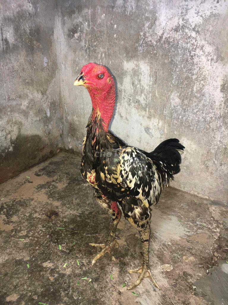 Gà đúc. Mua bán Gà tại Huyện Tuy Phước Bình Định được đăng bởi Đạt Bình Định hình 1