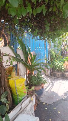 Ai có nòi mỹ đẻn chia em con về làm giống với ạ. Mua bán Gà tại Quận 11 Tp Hồ Chí Minh được đăng bởi Cao Davic