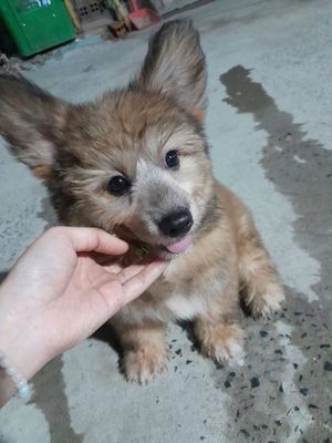 Corgi 3 tháng tuổi, chích 1 mũi