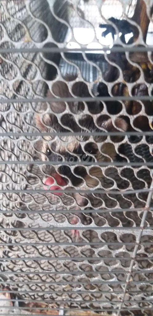 bay nhanh . Mua bán Gà tại Huyện Nhơn Trạch Đồng Nai được đăng bởi kaka hình 1