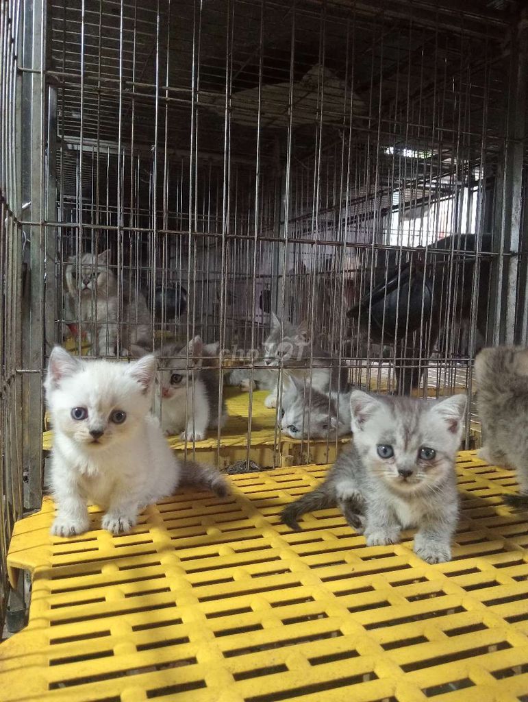 Mèo Anh lông ngắn đã tiêm phòng. Mua bán Mèo tại Quận Long Biên Hà Nội được đăng bởi Mèo xinh hình 1