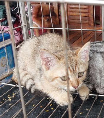 Mèo ANH lông ngắn hà nội. Mua bán Mèo tại Quận Hoàng Mai Hà Nội được đăng bởi phước lộc thọ