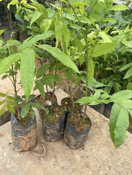 Cây giống Sấu . Mua bán Đồ chuyên dụng, Giống nuôi trồng tại Huyện Gia Lâm Hà Nội được đăng bởi Cây Giống Kinh Tế hình 1