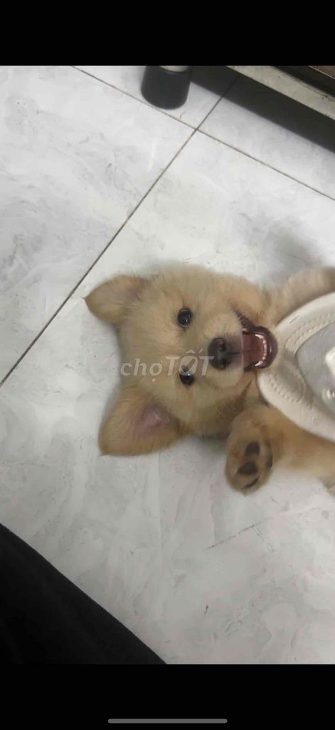 Chó Golden đực. Mua bán Chó tại Quận Gò Vấp Tp Hồ Chí Minh được đăng bởi Tường Vy hình 1