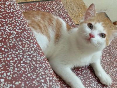 Mèo ta lai anh lông dài 3 tháng tuổi. Mua bán Mèo tại Quận Hai Bà Trưng Hà Nội được đăng bởi Meo Meo
