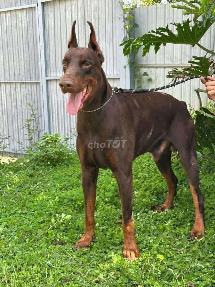 Chó Doberman đực. Mua bán Chó tại Thành phố Biên Hòa Đồng Nai được đăng bởi Nguyễn Trường Khánh hình 1