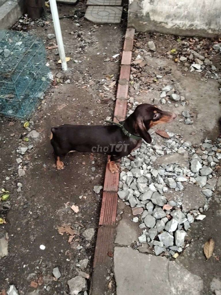 Chó Lạp xưởng cái 7 tháng nâu khỏe mạnh. Mua bán Chó tại Huyện Hóc Môn Tp Hồ Chí Minh được đăng bởi Nguyen Văn Đực hình 1