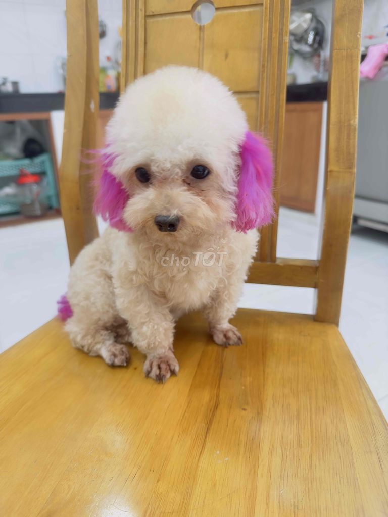 Hiếm - Poodle Teacup Thuần Chuẩn Size