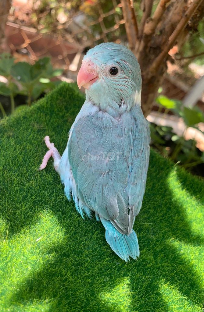 Vẹt Parrotlet baby