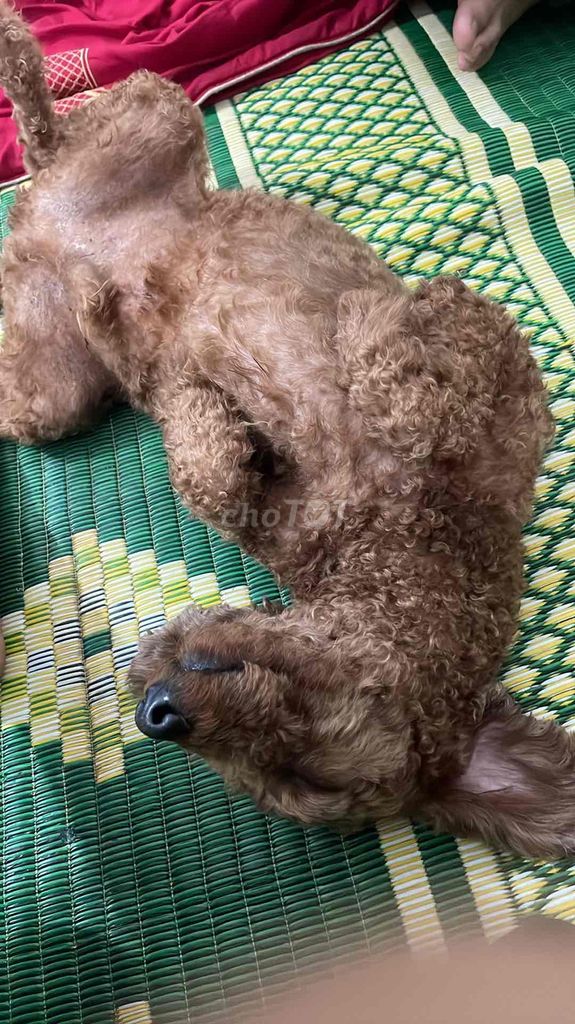 Chó Poodle Nâu Xoăn Đã tiêm phòng. Mua bán Chó tại Thành phố Cao Bằng Cao Bằng được đăng bởi Văn Quốc hình 1